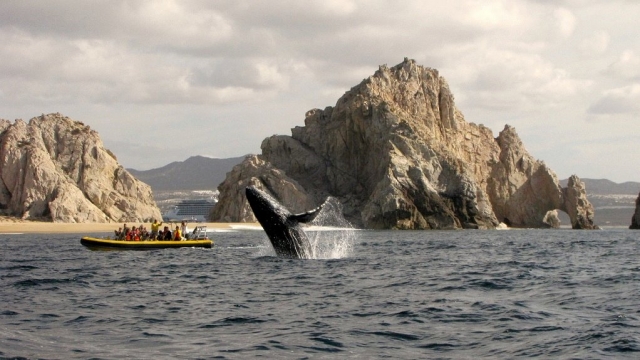 Ballenas en Los cabos